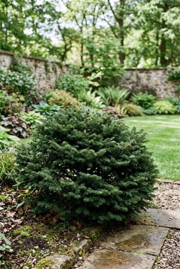 Abies balsamea 'Nana' Strauch