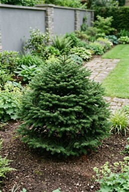 Abies balsamea 'Nana' Strauch
