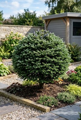 Abies koreana Kugelform