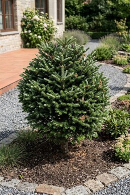 Abies koreana Kugelform