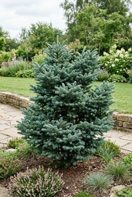 Abies koreana 'Blue Emperor' Strauch