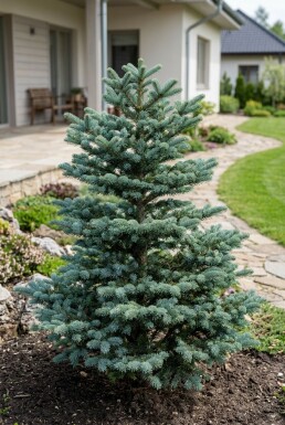 Abies koreana 'Blue Emperor' Strauch