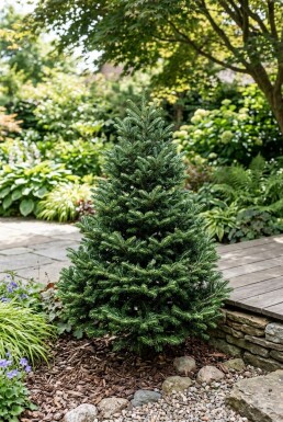 Abies koreana 'Brillant' Strauch