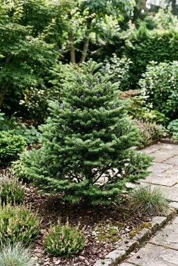 Abies koreana 'Brillant' Strauch