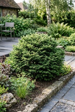 Abies koreana 'Cis' Strauch