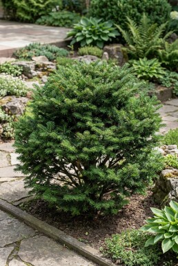 Abies koreana 'Cis' Strauch