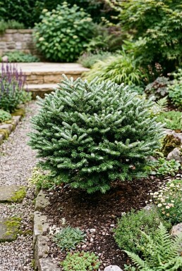 Abies koreana 'Kohout's Icebreaker' Strauch