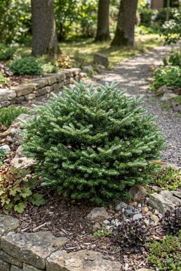 Abies koreana 'Kohout's Icebreaker' Strauch