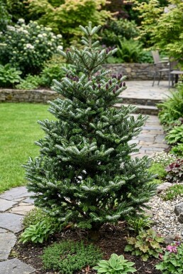 Abies koreana 'Silberlocke' Strauch