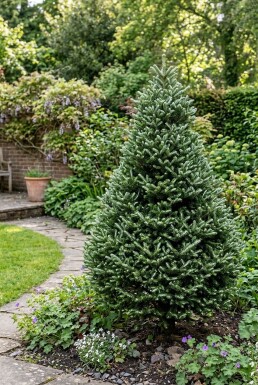 Abies koreana 'Silberlocke' Strauch