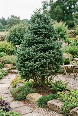 Abies lasiocarpa 'Compacta' Strauch
