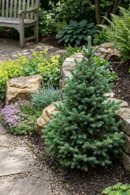 Abies lasiocarpa 'Compacta' Strauch