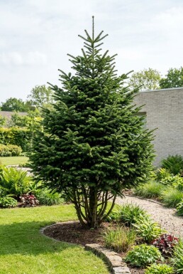 Abies nordmanniana Strauch