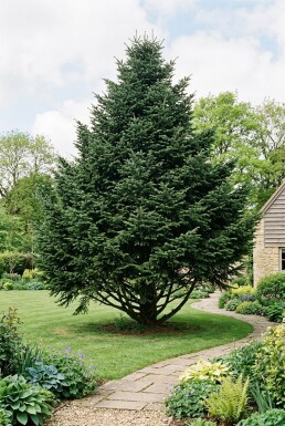 Abies nordmanniana Strauch