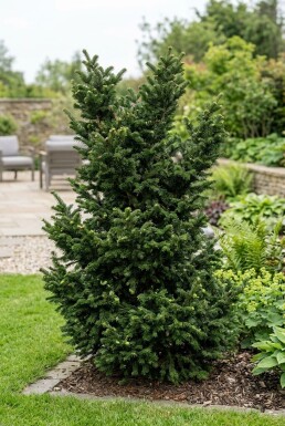 Abies nordmanniana 'Dobrichovice' Strauch