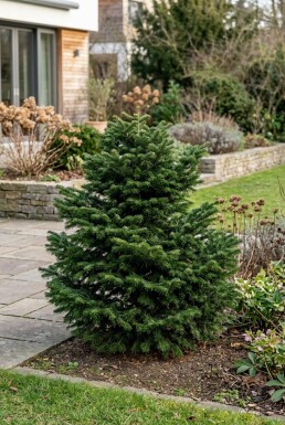 Abies nordmanniana 'Dobrichovice' Strauch