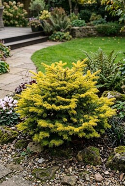 Abies nordmanniana 'Golden Spreader' Strauch