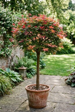 Acer palmatum 'Beni Maiko' Aufstamm