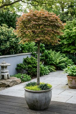 Acer palmatum 'Beni Maiko' Aufstamm