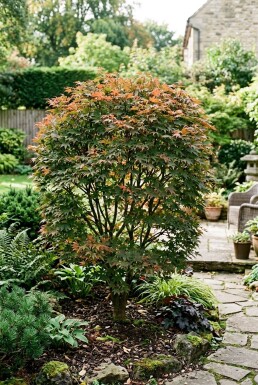 Acer palmatum 'Brown Sugar' Strauch