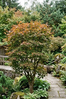 Acer palmatum 'Brown Sugar' Strauch