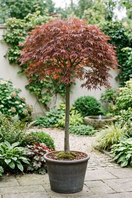 Acer palmatum 'Cascade Ruby' Stämmchen