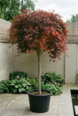 Acer palmatum 'Cascade Ruby' Stämmchen