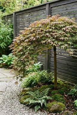Acer palmatum 'Cascade Ruby' Stämmchen