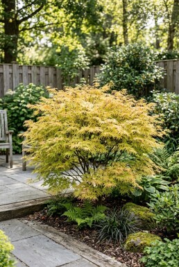 Acer palmatum 'Dissectum Flavescens' Strauch