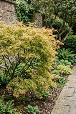 Acer palmatum 'Dissectum Flavescens' Strauch
