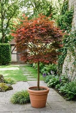 Acer palmatum 'Fireglow' Stammform