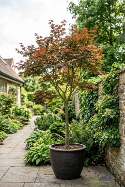 Acer palmatum 'Fireglow' Stammform