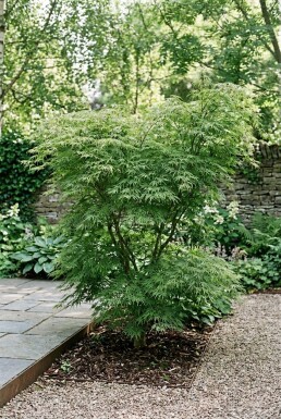 Acer palmatum 'Green Lace' Strauch