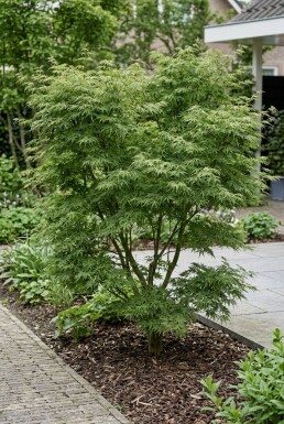 Acer palmatum 'Green Lace' Strauch