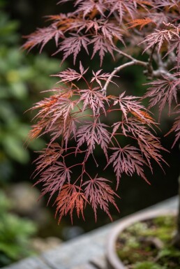 Acer palmatum 'Inaba-shidare' Stämmchen
