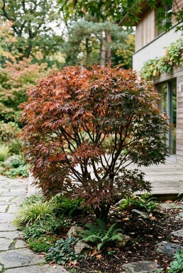 Acer palmatum 'Jerre Schwartz' Strauch