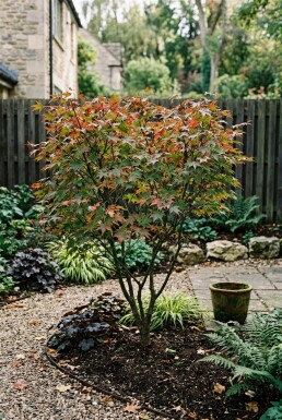 Acer palmatum 'Jerre Schwartz' Strauch