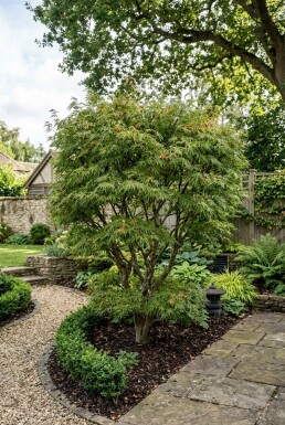 Acer palmatum 'Linearilobum' Strauch