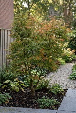 Acer palmatum 'Linearilobum' Strauch