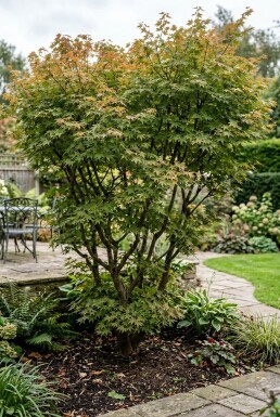 Acer palmatum 'Masu-kagami' Strauch