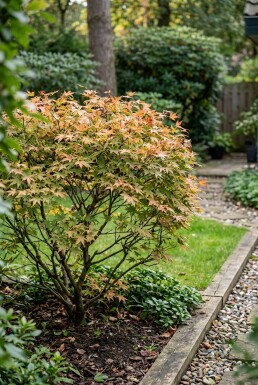 Acer palmatum 'Masu-kagami' Strauch