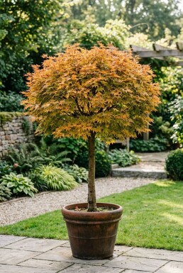 Acer palmatum 'Orange Dream' Stämmchen