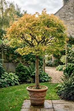Acer palmatum 'Orange Dream' Stämmchen
