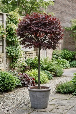 Acer palmatum 'Shaina' Auf Stamm
