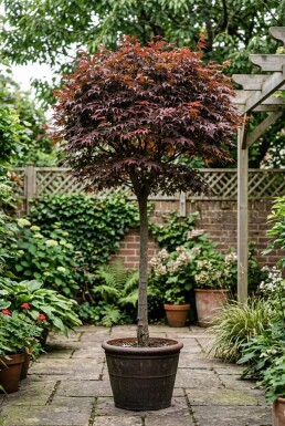 Acer palmatum 'Shaina' Auf Stamm