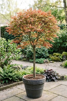Acer palmatum 'Shin-deshojo' Stämmchen