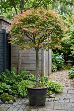 Acer palmatum 'Shin-deshojo' Stämmchen