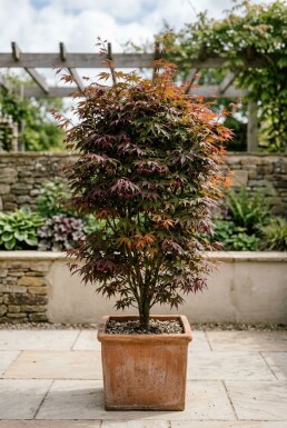 Acer palmatum 'Skeeter's Broom'