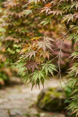 Acer palmatum 'Skeeter's Broom' Schirm