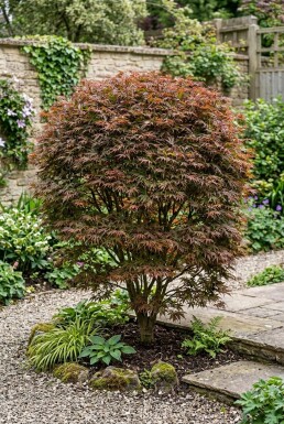 Acer palmatum 'Stella Rossa' Strauch